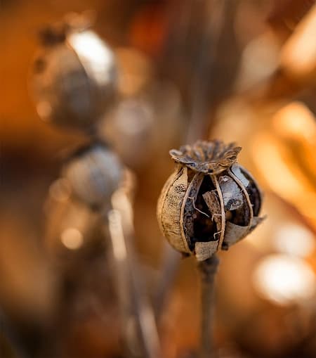 Macro photographs - dried poppy heads 3
