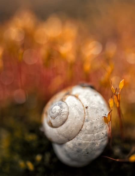 Extreme Macro: Cepaea nemoralis Shell